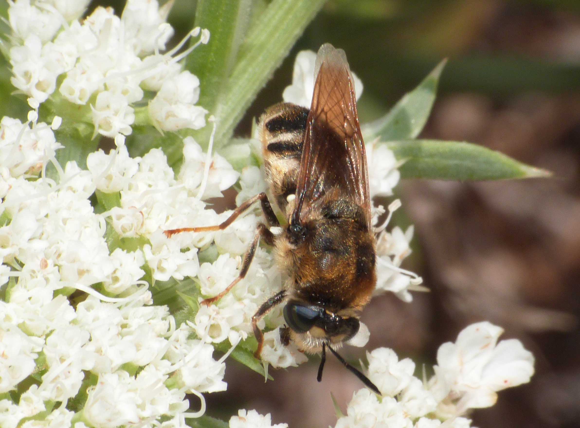 Stratiomys longicornis?